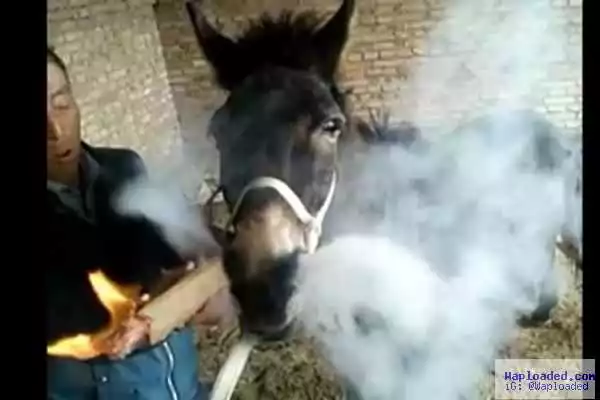 Chai! Donkey Caught On Camera Smoking A Giant ‘Cigarette’ Held By Its Owner (Photo)